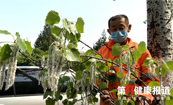 今春北京对42.6万杨柳雌株加大治理以减