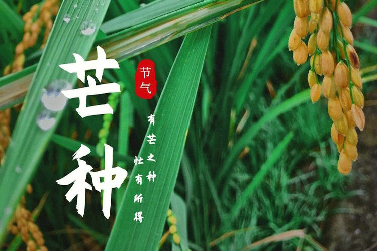 芒种丨万物化合 养阳为纲