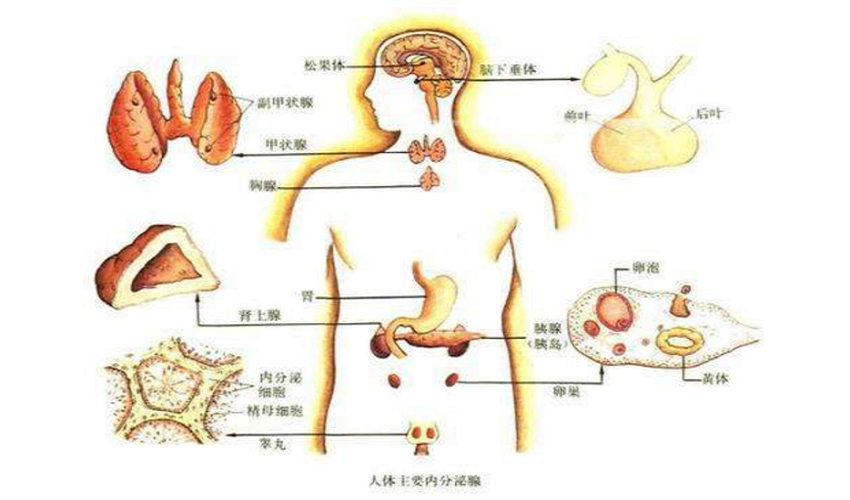 发酵粘液乳杆菌YDJ-6为代谢健康提供新选择