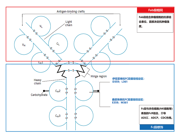 伊尼妥单抗（赛普汀®）-中国创新，抗HER2治疗的新选择